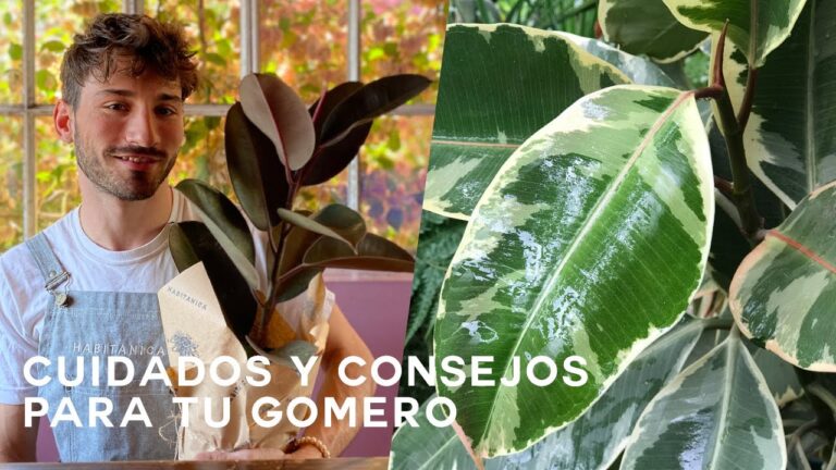 Cafeter&iacute;as con Terraza en Rub&iacute;: Las Mejores Opciones