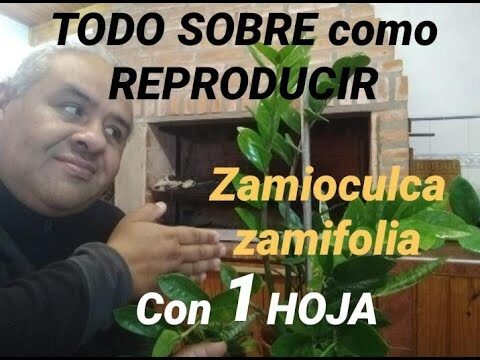 Los Mejores Lugares para Disfrutar un Cóctel en Callús